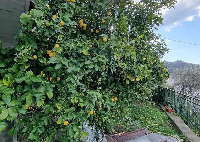 Frühstückspension La Terrazza Sui Fieschi Cogorno